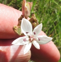 Burchardia umbellata (Milkmaids) at Weetangera, ACT - 12 Nov 2022 by sangio7