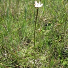 Burchardia umbellata at Weetangera, ACT - 12 Nov 2022 11:21 AM