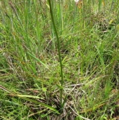 Burchardia umbellata at Weetangera, ACT - 12 Nov 2022