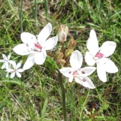 Burchardia umbellata at Weetangera, ACT - 12 Nov 2022 11:21 AM