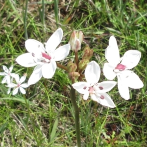 Burchardia umbellata at Weetangera, ACT - 12 Nov 2022 11:21 AM