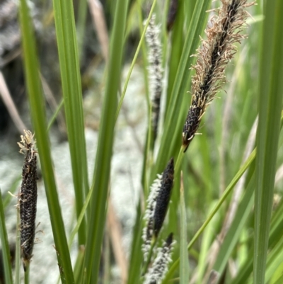 Carex gaudichaudiana (Fen Sedge) at Mount Clear, ACT - 9 Nov 2022 by JaneR