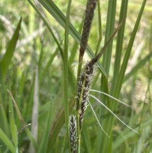 Carex gaudichaudiana at Mount Clear, ACT - 9 Nov 2022 11:26 AM