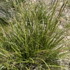 Carex gaudichaudiana at Mount Clear, ACT - 9 Nov 2022