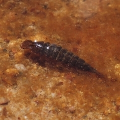 Dytiscidae (family) (Unidentified diving beetle) at Piney Ridge - 8 Nov 2022 by RobG1