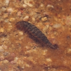 Dytiscidae (family) at Molonglo Valley, ACT - 8 Nov 2022