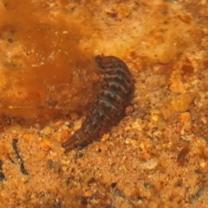 Dytiscidae (family) at Molonglo Valley, ACT - 8 Nov 2022 11:33 AM