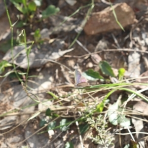 Erina hyacinthina at Molonglo Valley, ACT - 9 Nov 2022