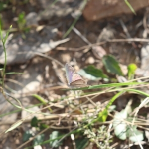Erina hyacinthina at Molonglo Valley, ACT - 9 Nov 2022