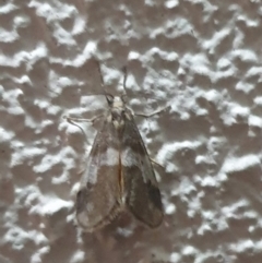 Anestia (genus) (A tiger moth) at Turner, ACT - 8 Nov 2022 by LD12
