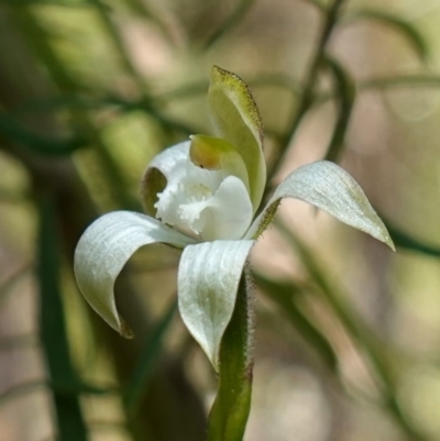 Caladenia moschata (Musky Caps) at Stromlo, ACT - 8 Nov 2022 by RobG1