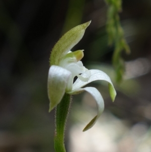 Caladenia moschata at Stromlo, ACT - suppressed