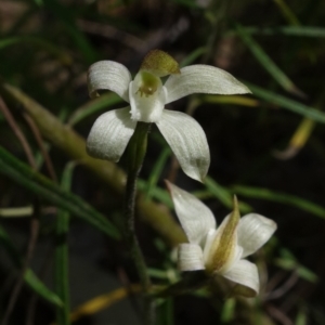 Caladenia moschata at Stromlo, ACT - suppressed