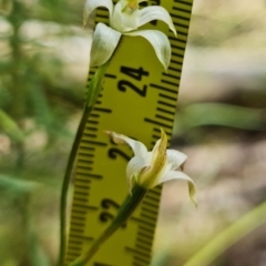 Caladenia moschata at Stromlo, ACT - suppressed