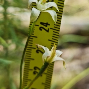 Caladenia moschata at Stromlo, ACT - suppressed