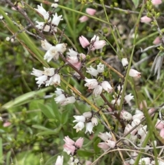 Cryptandra amara (Bitter Cryptandra) at Mount Clear, ACT - 9 Nov 2022 by JaneR