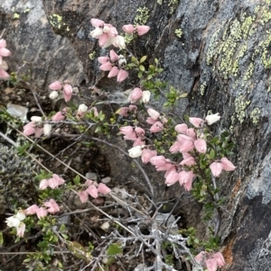 Cryptandra amara at Mount Clear, ACT - 9 Nov 2022