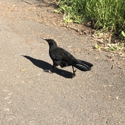 Corcorax melanorhamphos (White-winged Chough) at Belconnen, ACT - 9 Nov 2022 by Dora