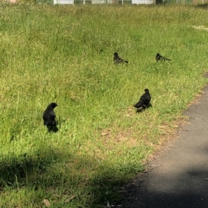 Corcorax melanorhamphos at Belconnen, ACT - 9 Nov 2022 04:45 PM