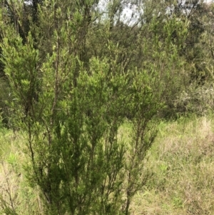 Kunzea ericoides at Coree, ACT - 5 Nov 2022 11:51 AM