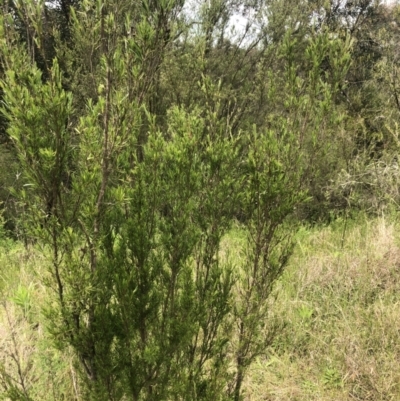 Kunzea ericoides (Burgan) at Coree, ACT - 5 Nov 2022 by Dora