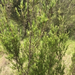 Kunzea ericoides at Coree, ACT - 5 Nov 2022