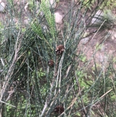 Casuarina cunninghamiana subsp. cunninghamiana (River She-Oak, River Oak) at Coree, ACT - 5 Nov 2022 by Dora