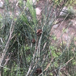 Casuarina cunninghamiana subsp. cunninghamiana at Coree, ACT - 5 Nov 2022