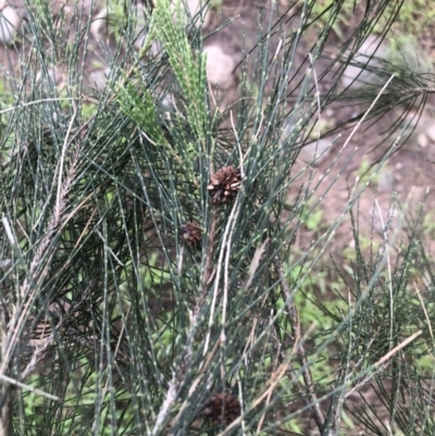 Casuarina cunninghamiana subsp. cunninghamiana (River She-Oak, River Oak) at Coree, ACT - 5 Nov 2022 by Dora