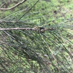 Casuarina cunninghamiana subsp. cunninghamiana at Coree, ACT - 5 Nov 2022