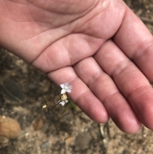 Wahlenbergia multicaulis at Coree, ACT - 5 Nov 2022 12:22 PM