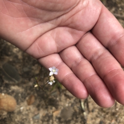 Wahlenbergia multicaulis (Tadgell's Bluebell) at Coree, ACT - 5 Nov 2022 by Dora