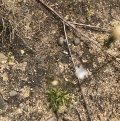 Wahlenbergia multicaulis at Coree, ACT - 5 Nov 2022 12:22 PM