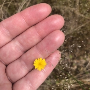 Hypochaeris glabra at Coree, ACT - 5 Nov 2022