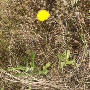 Hypochaeris glabra at Coree, ACT - 5 Nov 2022