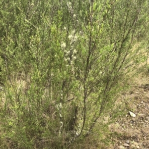 Kunzea ericoides at Coree, ACT - 5 Nov 2022 12:27 PM