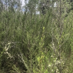 Kunzea ericoides at Coree, ACT - 5 Nov 2022