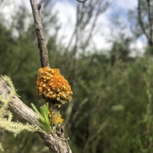 Teloschistes sp. (genus) at Coree, ACT - 5 Nov 2022