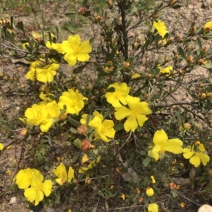 Hibbertia obtusifolia at Coree, ACT - 5 Nov 2022