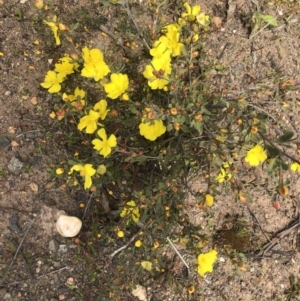 Hibbertia obtusifolia at Coree, ACT - 5 Nov 2022