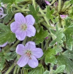 Geranium antrorsum (Rosetted Cranesbill) at Mount Clear, ACT - 9 Nov 2022 by JaneR