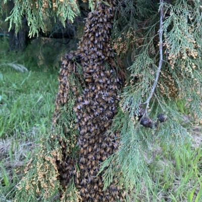 Apis mellifera (European honey bee) at Florey, ACT - 8 Nov 2022 by b