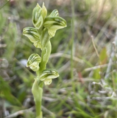 Hymenochilus sp. (A Greenhood Orchid) at Mount Clear, ACT - 9 Nov 2022 by JaneR