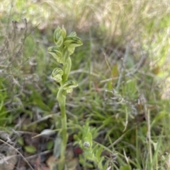 Hymenochilus sp. at Mount Clear, ACT - suppressed