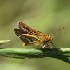 Taractrocera papyria (White-banded Grass-dart) at Mongarlowe, NSW - 8 Nov 2022 by LisaH