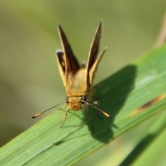 Taractrocera papyria at Mongarlowe, NSW - suppressed