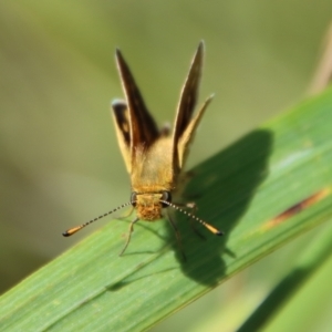 Taractrocera papyria at Mongarlowe, NSW - suppressed