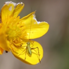 Caedicia simplex (Common Garden Katydid) at Mongarlowe, NSW - 9 Nov 2022 by LisaH