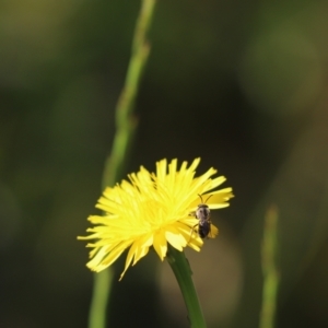 Lasioglossum (Chilalictus) lanarium at Cook, ACT - 7 Nov 2022