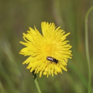 Lasioglossum (Chilalictus) lanarium at Cook, ACT - 7 Nov 2022